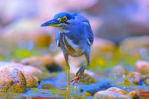 罗马客场不敌博洛尼亚，失去领先优势