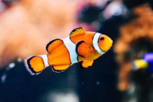 AC米兰精彩逆转击败拉齐奥，强势晋级